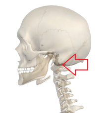 第一頸椎の写真